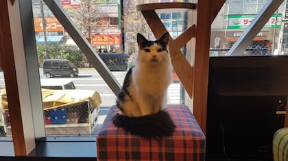 El Neko café, el café con gatos en Japón
