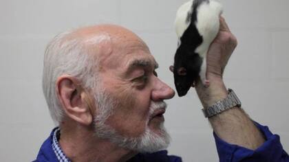 El neurocientífico Jaak Panksepp le hace cosquillas a las ratas para que estas se rían