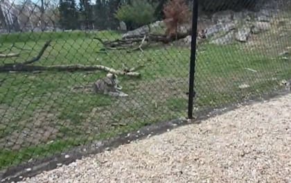 El niño no presentó lesiones de seriedad (Foto: CBS)