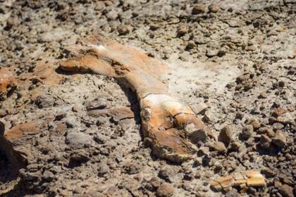 El niño subió a lo alto de una colina rocosa y encontró lo que parecía ser (y era) parte de un hueso fosilizado de un dinosaurio
