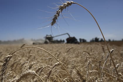 Brasil es el mayor comprador individual del trigo argentino