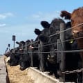 Con 2,1 millones de cabezas en los corrales, los feedlots transitan una actividad intensa y con rentabilidad ajustada