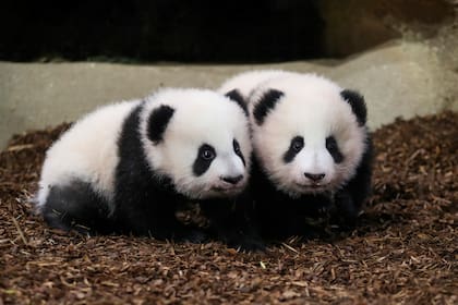 El nivel de riesgo de los pandas se ha rebajado al alcanzar en la naturaleza al menos 1.800 ejemplares.

