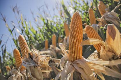 El NK 842 VIPTERA3 se recomienda por su buen desempeño en siembras tardías gracias a su plasticidad y estabilidad y se complementa con el híbrido NK 835 VIPTERA3, el híbrido con el ciclo más corto del porfolio.