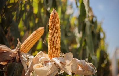 El NK 855 VIPTERA3 es un híbrido que aporta adaptabilidad y rendimiento en todos los ambientes del país.