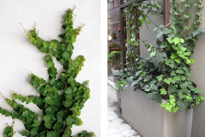 El nombre de esa especie es Hedera helix, puede trepar pegada a una pared o crecer hacia abajo como planta colgante