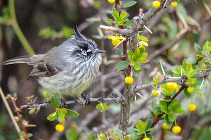 El nombre de esta planta es Calafate y pertenece a la familia Berberidaceae. Foto: Claudia Nardini.