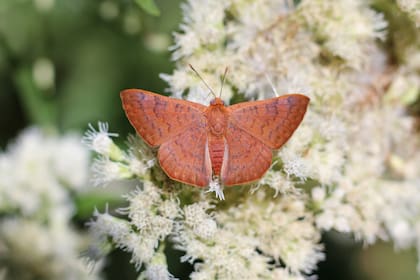 El nombre de esta planta nativa es Chilca de olor y pertenece a la familia Asteraceae. Foto: Claudia Nardini.