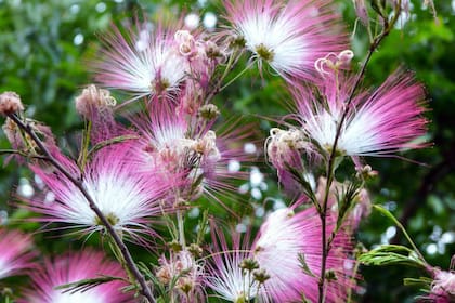 El nombre de esta planta nativa es Flor de seda. Foto: Claudia Nardini.