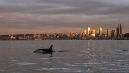 El nombre "Gladis" está basado en la "orca gladiadora"