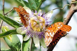 Las bondades de plantar nativas en tu jardín