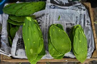 El poderoso cactus humectante que combate la gastritis, protege los huesos y reduce el colesterol