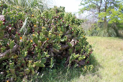 El nopal se emplea para regular el azúcar en sangre y también es beneficioso para la salud de la piel