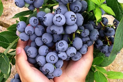 El noroeste, el sur, el medio oeste y el noroeste del Pacífico son las regiones geográficas en las que se cultivan arándanos en Estados Unidos