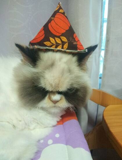El nuevo "Grumpy Cat", de festejo.