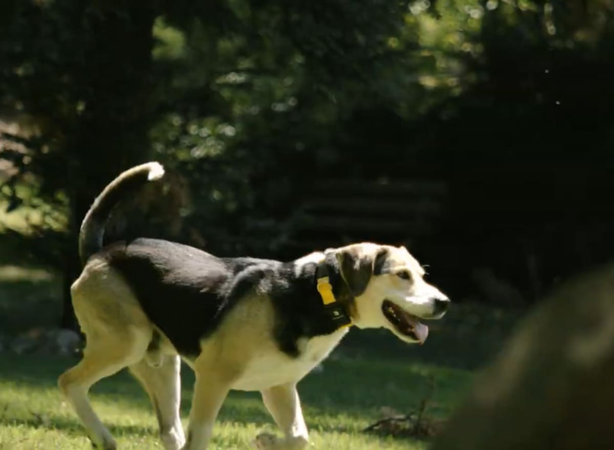 ¡Tecnología al rescate de tu mejor amigo! Collar inteligente con IA monitorea la salud y comportamiento de tu perro