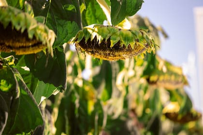 El nuevo girasol NK ya está disponible para acompañar a los productores en la próxima campaña.