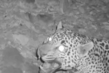 El nuevo jaguar visto en la frontera de Arizona alimenta las esperanzas de que la población de estos felinos vaya en aumento