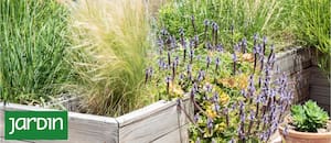 Estas plantas hacen jardines más fuertes y fáciles de mantener