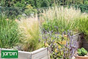 Estas plantas hacen jardines más fuertes y fáciles de mantener