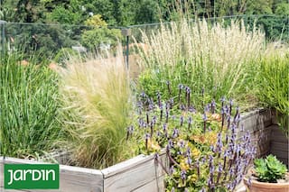 Estas plantas hacen jardines más fuertes y fáciles de mantener