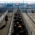 Demanda tranquila y precios en baja en el Mercado Agroganadero de Cañuelas