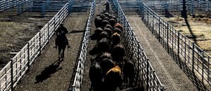 Comenzó la semana con alzas en el Mercado Agroganadero de Cañuelas