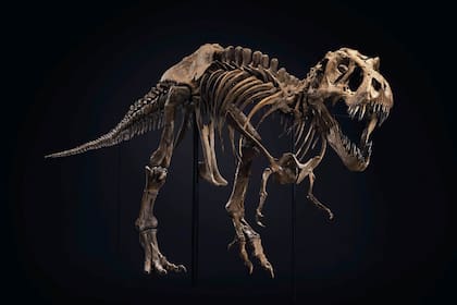 El nuevo objeto de deseo de ricos y famosos. El esqueleto del T. rex “Stan” fue subastado en más de US$31 millones.
