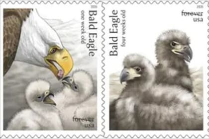 El nuevo sello del USPS en conmemoración de los 250 años de Estados Unidos muestra al águila calva desde su nacimiento hasta su edad adulta