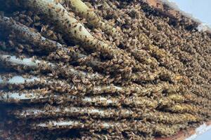 Video: volvió a su casa y descubrió un enjambre de 100.000 abejas en su interior