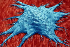 El número de células zombis en nuestro organismo aumenta a medida que envejecemos