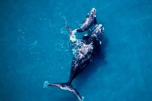 ¿Por qué las ballenas y los delfines son tan importantes para el medio ambiente?