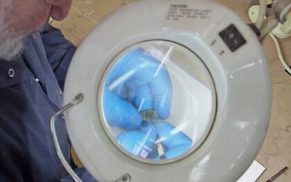 El objeto preciado que encontraron los estudiantes de Israel quedó en manos del Departamento de Antigüedades