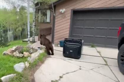 El oficial abrió la puerta de la camioneta y el oso corrió de inmediato al bosque