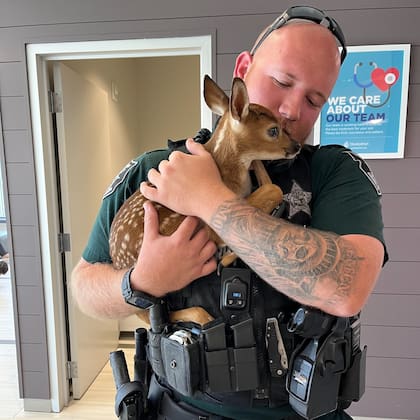 El oficial trasladó al animal al venado a un centro veterinario