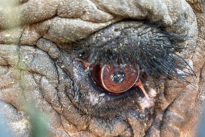 El ojo de Kenya