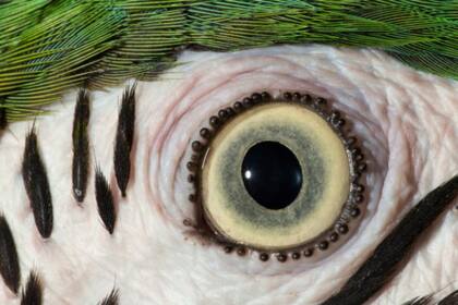 El ojo de un guacamayo azul y oro. Fuente: DAVID LIITTSCHWAGER / National Geographic