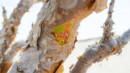 El olíbano proviene de varias subespecies del árbol Boswellia.