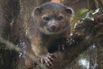 El olinguito, es una de las nuevas especies carnívoras descubiertas en 2013