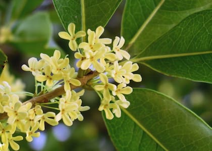 El olivo dulce crece en macetas y es versátil para ubicarlo en cualquier parte del jardín