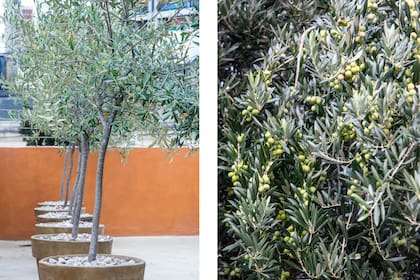 El olivo es un árbol rústico, que soporta condiciones adversas. Su plus es el fruto, que una vez maduro se puede tratar y consumir