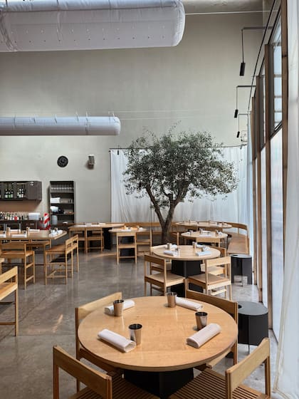 El olivo está plantado en tierra y cuenta con una tapa de chapa que se retira para el regado.