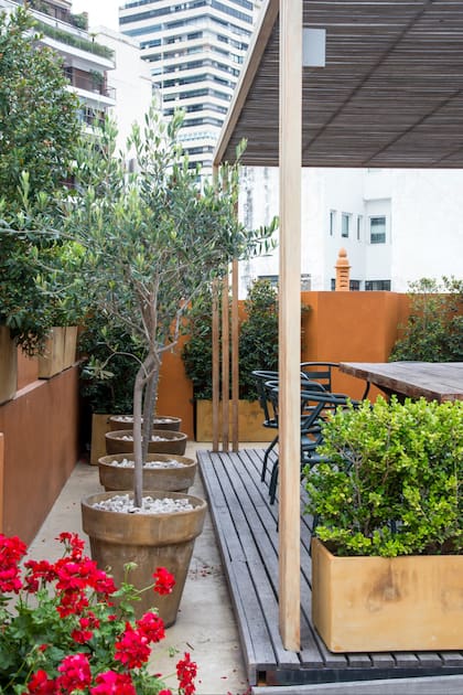 El olivo se puede multiplicar por estacas, lo que permite crear nuevas plantas a medida que va creciendo