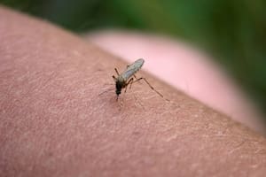 El truco casero para ahuyentar a los mosquitos de tu casa que lamentarás no haber conocido antes