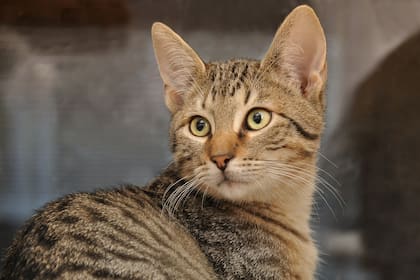 El olor característico se debe a la presencia de compuestos como la urea