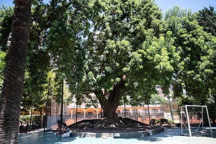 El ombú centenario, sombra y testigo de generaciones de socios que hicieron del Club Belgrano su segundo hogar