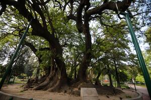 De los árboles sobrevivientes de Hiroshima al "de Buda" , estos son los ejemplares notables de la ciudad