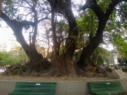 El ombú de parque Rivadavia