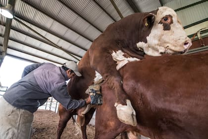 El operario coloca una vagina artificial, donde se colecta el semen, e inicia el camino de la genética bovina.