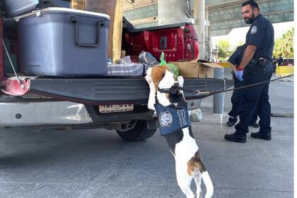 El operativo de la CBP en Texas sobre la camioneta que intentó salir de EE.UU. contó con apoyo canino